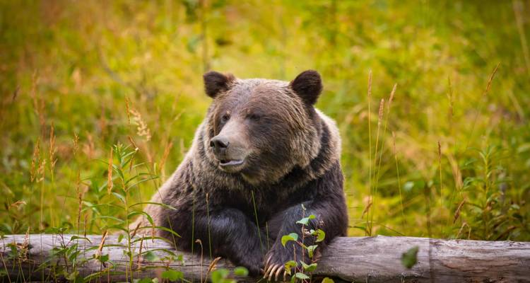 Braunbär ruht auf einem Baumstamm in einem Wald.