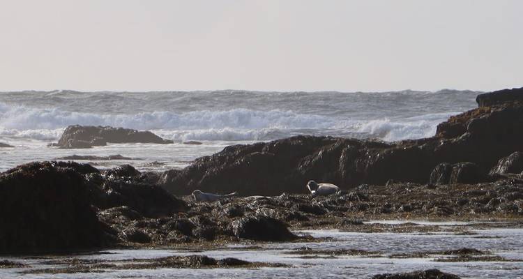 Robben ruhen auf Felsen am Meer.
