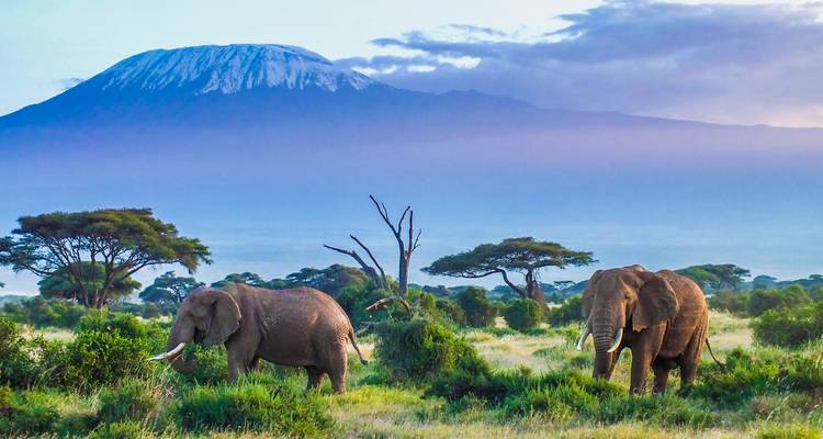 Éléphants broutant avec une montagne en arrière-plan.