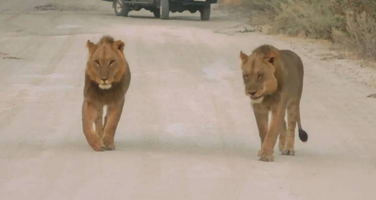 Twee leeuwen lopen over een stoffig safarispoor met een voertuig op de achtergrond