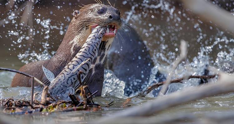 Mythes amazoniens : Pérou, Bolivie et Brésil Abenteuer - Oasis Travel 1