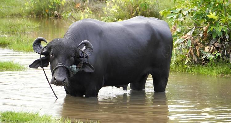 Mythes amazoniens : Pérou, Bolivie et Brésil Abenteuer - Oasis Travel 4