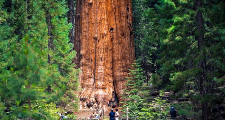 Les grands parcs nationaux de Californie (8 jours) - Trafalgar 1