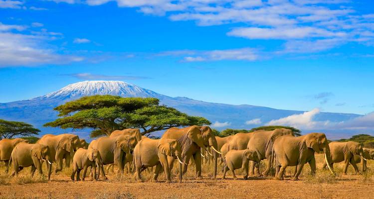 Troupeau d'éléphants traversant une savane avec le mont Kilimandjaro.