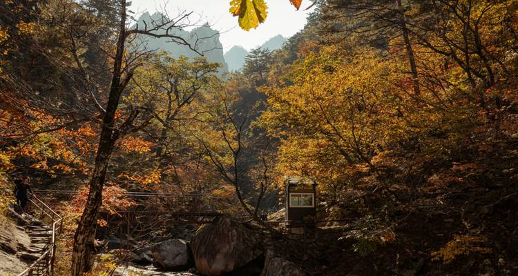 Un valle de bosque otoñal con un arroyo rocoso, un puente de madera y picos de montaña al fondo, bañados en luz cálida.