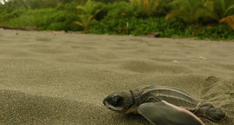 Sentiers de Tortuguero et rapides de Pacuare - 4 jours/3 nuits - Bamba Travel 10