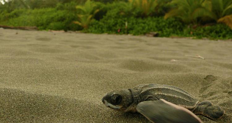 Bébé tortue sur le sable se dirigeant vers l'océan.