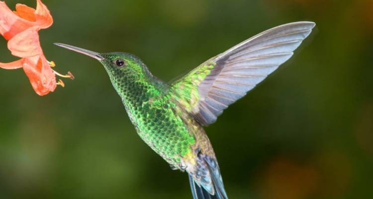 Colibri à une fleur avec arrière-plan flou.