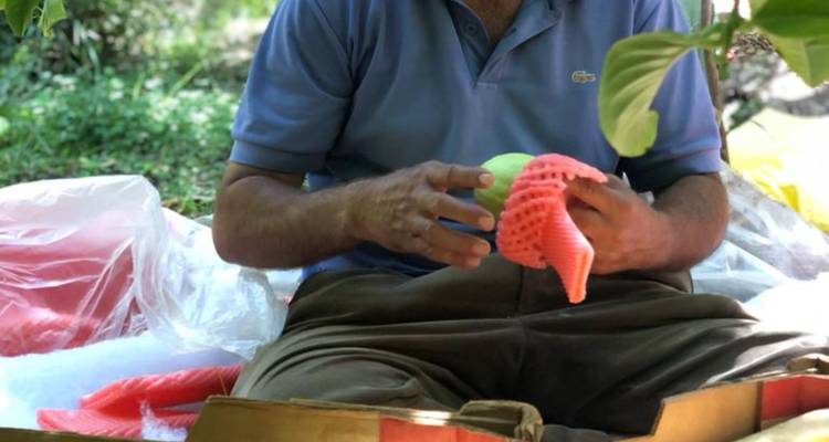 Bauer sitzt auf dem Boden und umhüllt frische Früchte mit schützenden Schaumstoffnetzen unter belaubten Bäumen.