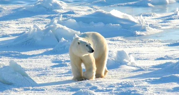 【Antarctica】Hurtigruten Expediciones Crucero de Buenos Aires a las Cataratas del Iguazú Paquete turístico de 17 días - Delightful Travel 5
