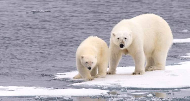 【Antarctica】Hurtigruten Expediciones Crucero de Buenos Aires a las Cataratas del Iguazú Paquete turístico de 17 días - Delightful Travel 6