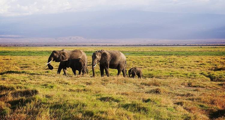 Safari à petit budget de 6 jours et 5 nuits au Masai Mara, au lac Nakuru et à Amboseli - Perfect Safari Africa tours and safaris 4