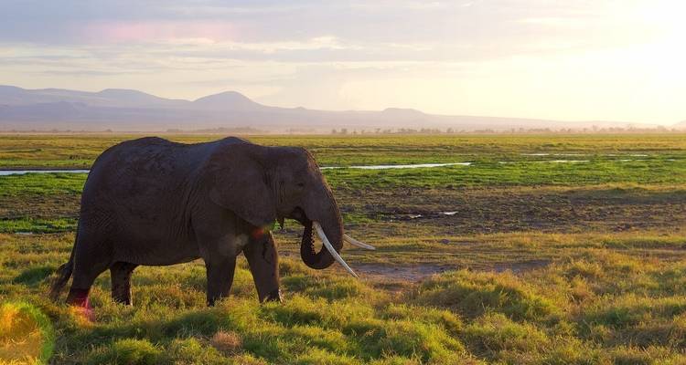 Safari à petit budget de 6 jours et 5 nuits au Masai Mara, au lac Nakuru et à Amboseli - Perfect Safari Africa tours and safaris 6