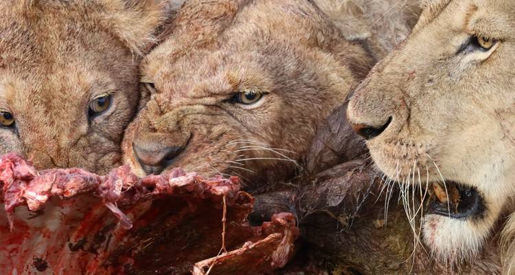 Primer plano de leones devorando presas, detalle intenso de caras y carne cruda.