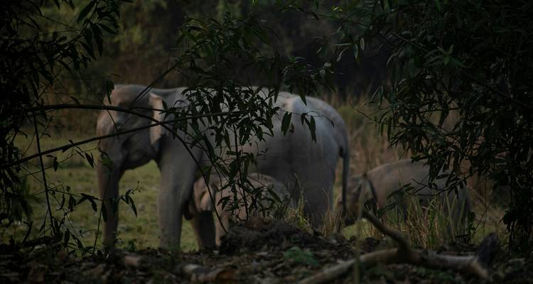 Unveiling the Untamed Beauty of Northeast India: A Cultural Journey - Ramble Advisor 3