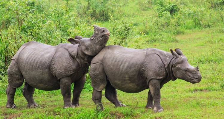 Unveiling the Untamed Beauty of Northeast India: A Cultural Journey - Ramble Advisor 4