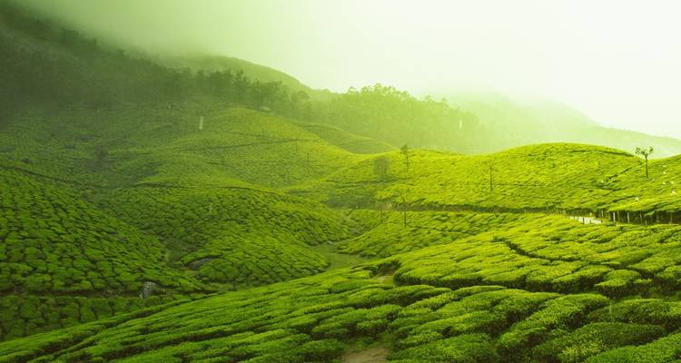 Circuit enchanté dans le Sud de l'Inde au départ de Kochi (Cochin) - Ramble Advisor 1