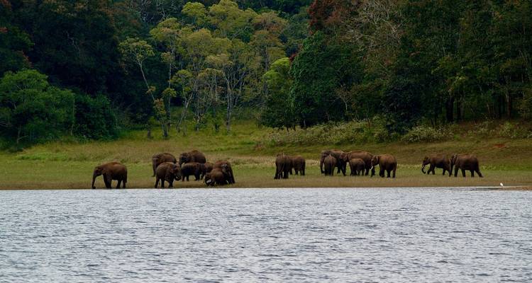 Circuit enchanté dans le Sud de l'Inde au départ de Kochi (Cochin) - Ramble Advisor 2