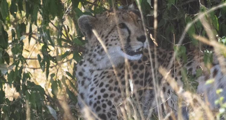 6 Days, 5 Nights Budget Safari To Masai Mara, Lake Nakuru And Amboseli - Perfect Wilderness Tours And Safaris 7