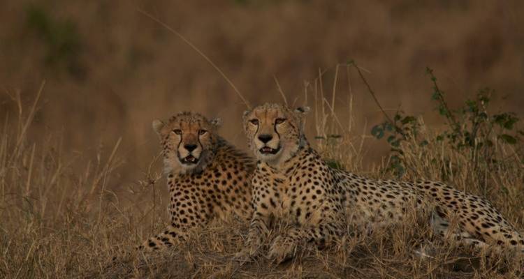 6 Days, 5 Nights Budget Safari To Masai Mara, Lake Nakuru And Amboseli - Perfect Wilderness Tours And Safaris 9