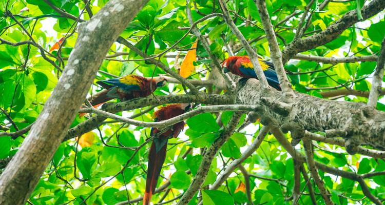 Monkeys, Jungles and Volcanoes - Trafalgar 1