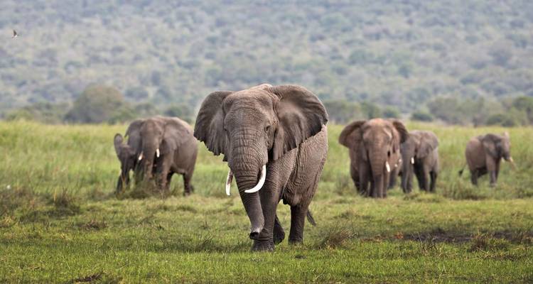 Aventura de 11 días - Ruanda, Gorilas, Kenia y Maasai Mara - Golden Rwanda Safaris Ltd 3