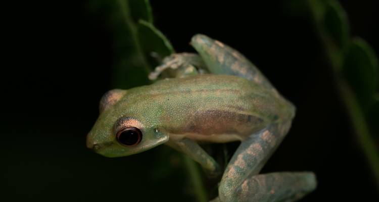 5 Days 4 Nights on Pacaya Samiria National Reserve - Amazon Experience 2
