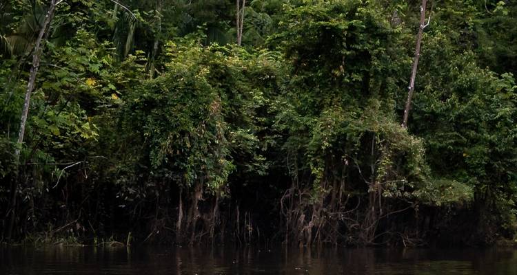 5 Days 4 Nights on Pacaya Samiria National Reserve - Amazon Experience 8