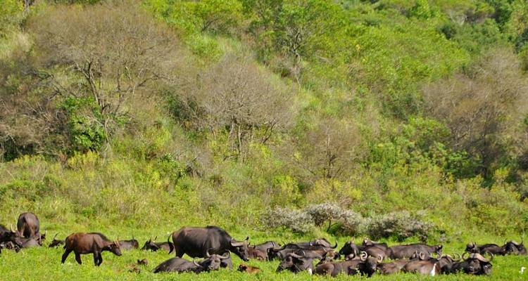 A herd of buffalo resting in a grassy area with trees.