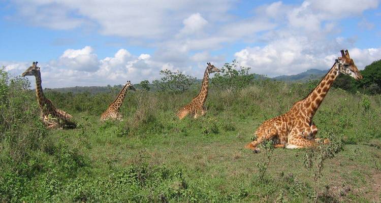 Four giraffes resting in a green savanna landscape.