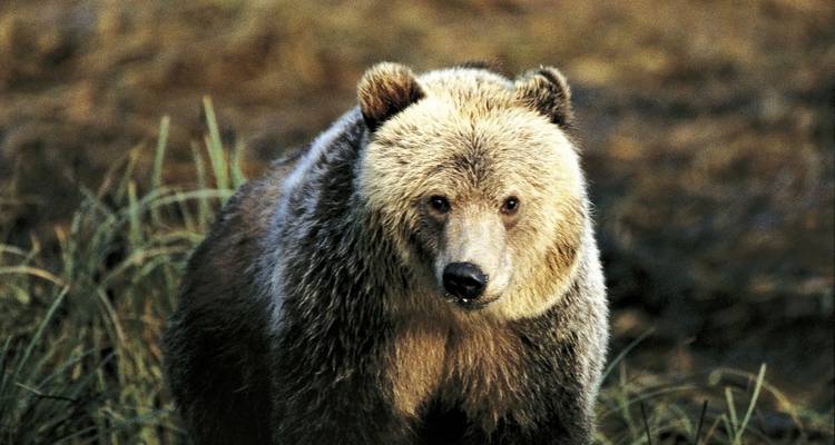 Un ours debout dans les hautes herbes avec une expression curieuse.