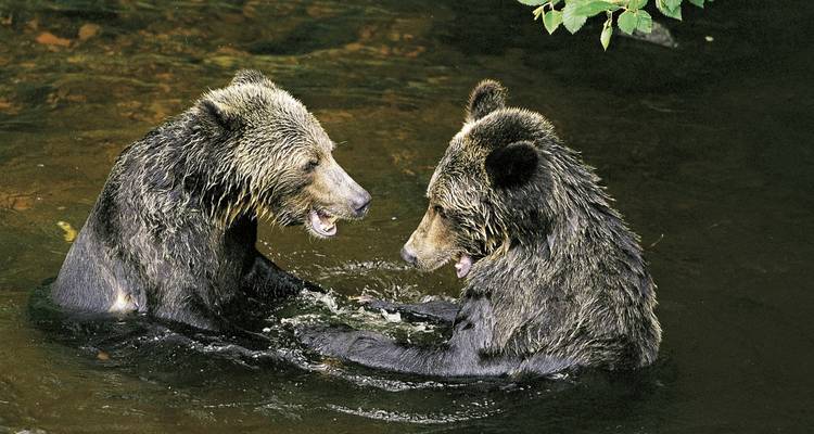 Zwei Bären in einem Fluss, die spielerisch miteinander interagieren.