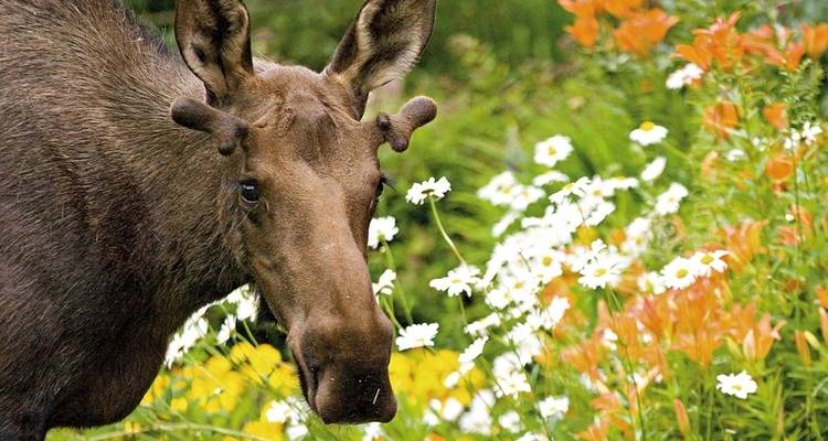 Le meilleur du Yukon et de l'Alaska (de/à Whitehorse) - DERTOUR 5