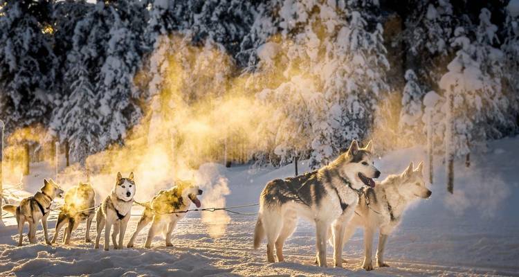 Une meute de huskies dans la neige, de la vapeur s'échappant dans la lumière matinale.