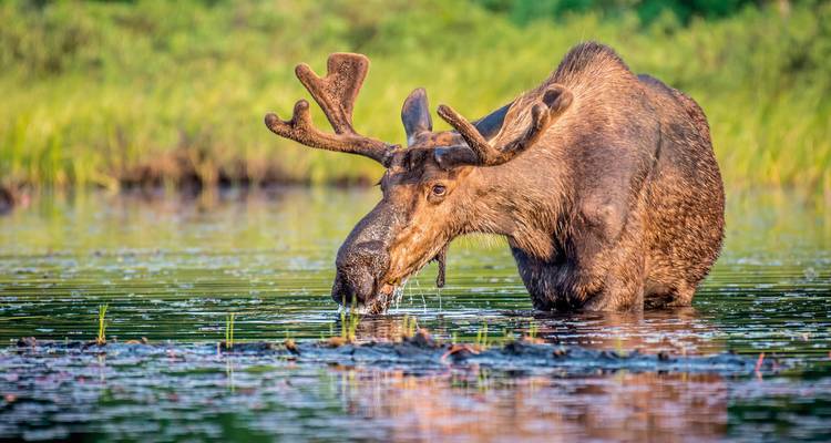 Een eland die water drinkt in een natuurlijke omgeving, omringd door groen.