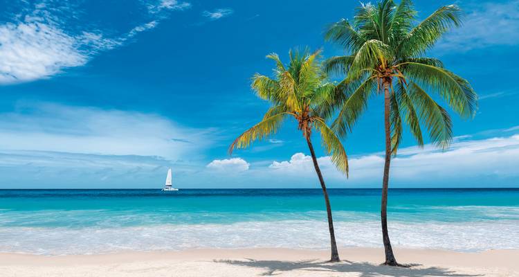Une scène de plage tropicale avec des palmiers et un voilier solitaire.