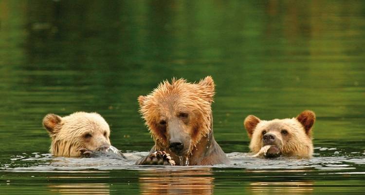 Knight Inlet Lodge (2 nights) - DERTOUR 3
