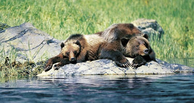Twee grizzlyberen rustend op rotsen bij het water.