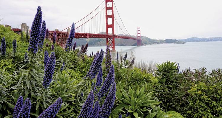 Golden Gate Bridge mit lila Blumen im Vordergrund.