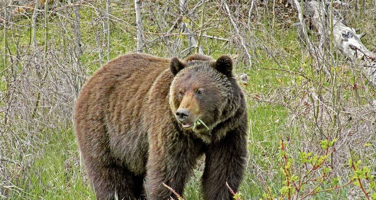 Ours grizzli dans une clairière forestière.