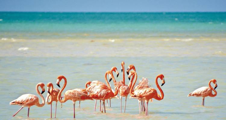 Groupe de flamants roses debout dans l'eau peu profonde avec un océan en arrière-plan.