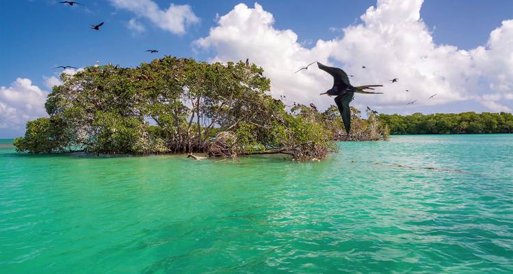 Vue panoramique d'une petite île avec un feuillage dense et des oiseaux volant au-dessus de l'eau.