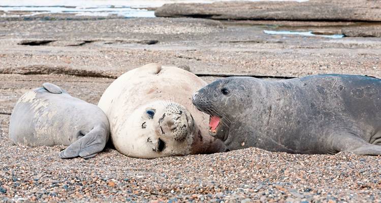 Drei Robben ruhen an einem Kieselstrand.