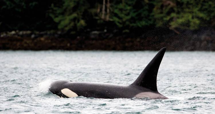 Glamping con ballenas y barbas - DERTOUR 2
