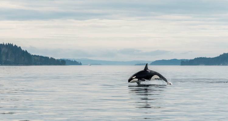Glamping con ballenas y barbas - DERTOUR 6