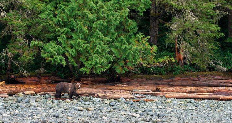Bear walking along a rocky beach with forest backdrop