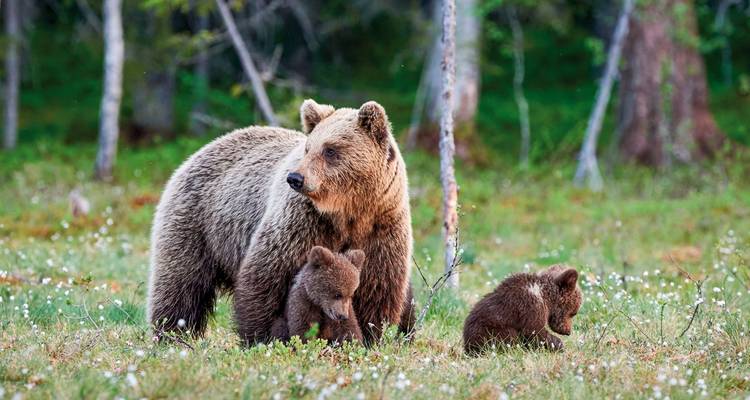 Bear with two cubs in a grassy area