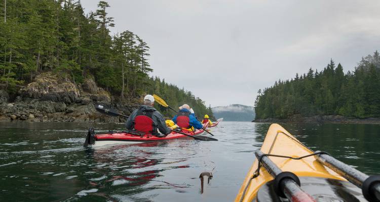 Grizzlybär geht entlang eines felsigen Strandes mit dichtem Wald dahinter.