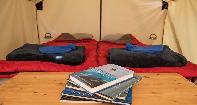 Orca-Wal, der im Ozean nahe einer bewaldeten Küste auftaucht.