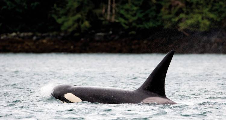Rustische Außendusche aus Holz in einer Waldumgebung.